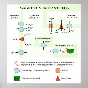 Botanikdiagramm von Magnesium in Pflanze Poster