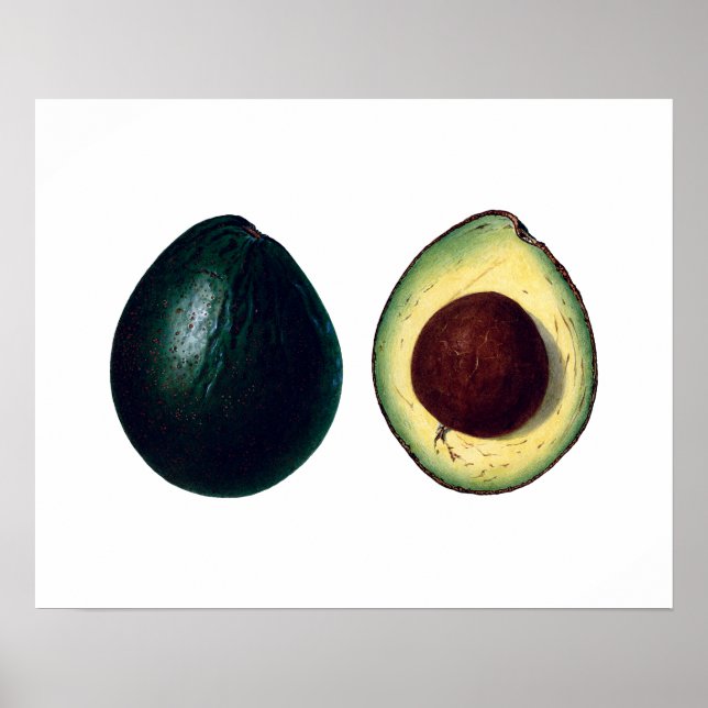 Botanikdruck AVOCADOS Poster (Vorne)