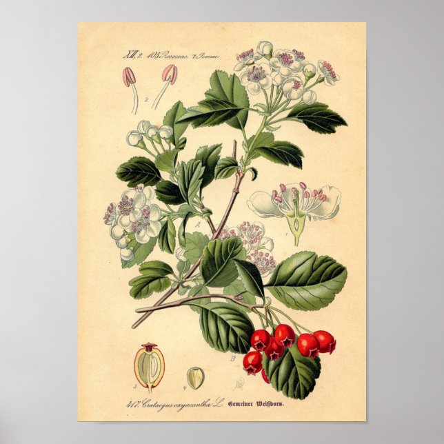 Botanisch - Hawthorn Crataegus oxyacantha monogyna Poster (Vorne)
