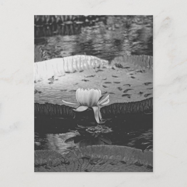 botanisch postkarte (Vorderseite)