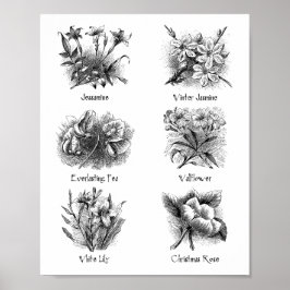 Botanische Abbildungen Poster