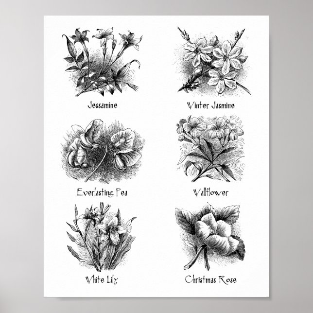 Botanische Abbildungen Poster (Vorne)