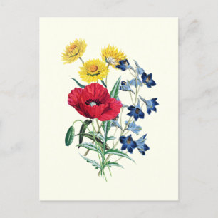 Botanische antike Wildblumen: Mohn, Gänseblümchen Postkarte