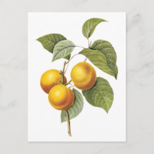 Botanische Apricot-Peach-Illustration Postkarte