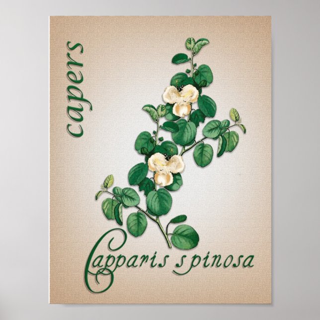 Botanische Aromatherapie Abbildung von Capers Poster (Vorne)