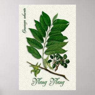 Botanische Aromatherapieillustration von Ylang Poster