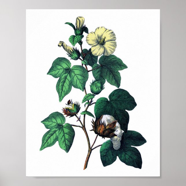 Botanische Baumwolle Poster (Vorne)
