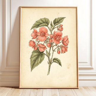 Botanische Begonia-Drucke - Leinwandkunst Poster