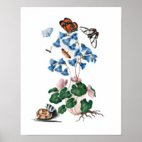 Botanische Blumenplakate