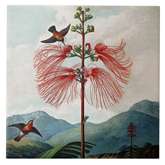 Botanische Blüten blühen sensible Pflanze Keramik Fliese (Vorderseite)