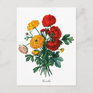 Botanische Camellia-Bokeh Postkarte