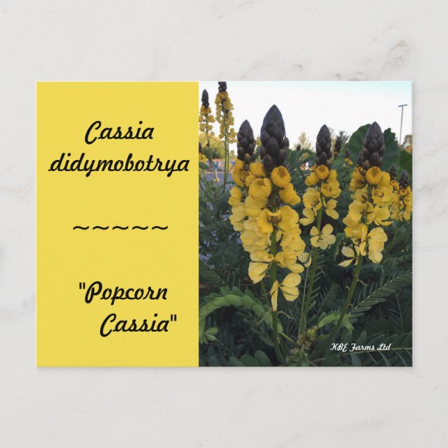 Botanische Cassia didymobotrya "Popcorn Cassia" Postkarte (Vorderseite)