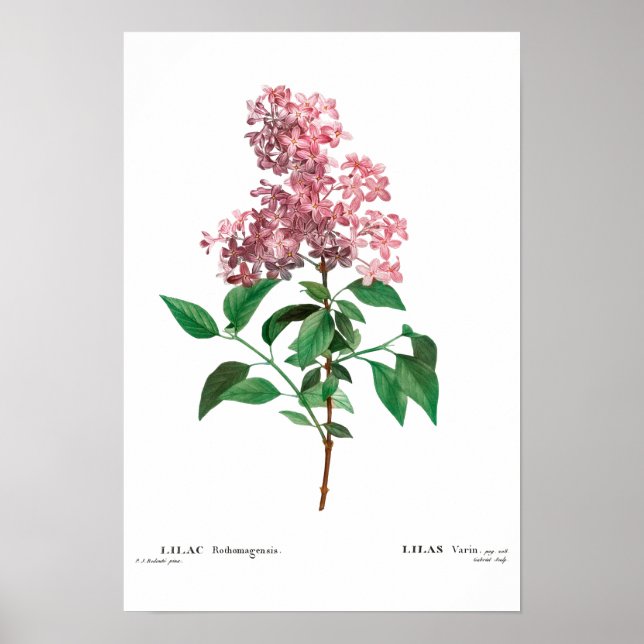 BOTANISCHE "CHINESISCHE LILAK" REDOUTÉ POSTER (Vorne)