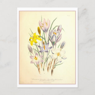 Botanische Crocus-Illustration Vintage Postkarte