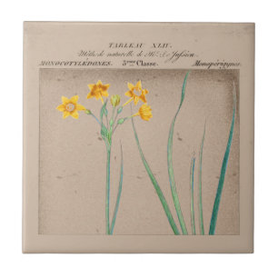 Botanische Daffodil Illustration Fliese