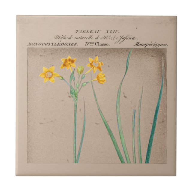 Botanische Daffodil Illustration Fliese (Vorderseite)
