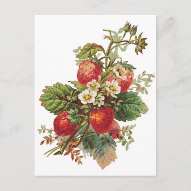 botanische Erdbeeren Postkarte (Vorderseite)