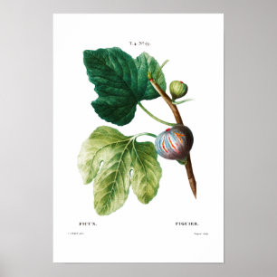 BOTANISCHE "FEIS" REDOUTÉ POSTER