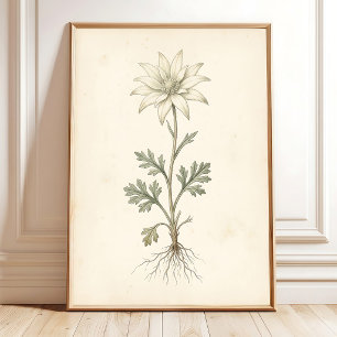 Botanische Flanellblumen-Leinwanddruck-Kunst Poster