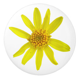 Botanische gelbe Arnika-Wildblume auf irgendeiner Keramikknauf