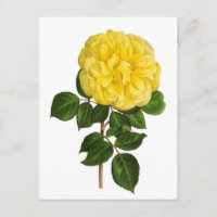 Botanische gelbe Pfingstrose