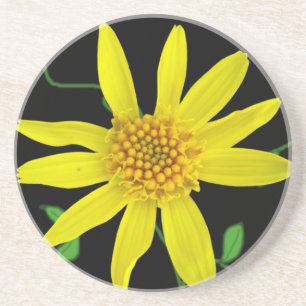 Botanische gelbe Wildblume auf irgendeiner Farbe Untersetzer