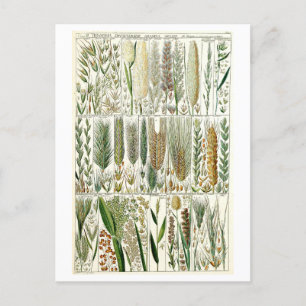 Botanische Grafik von alten Gräsern Postkarte