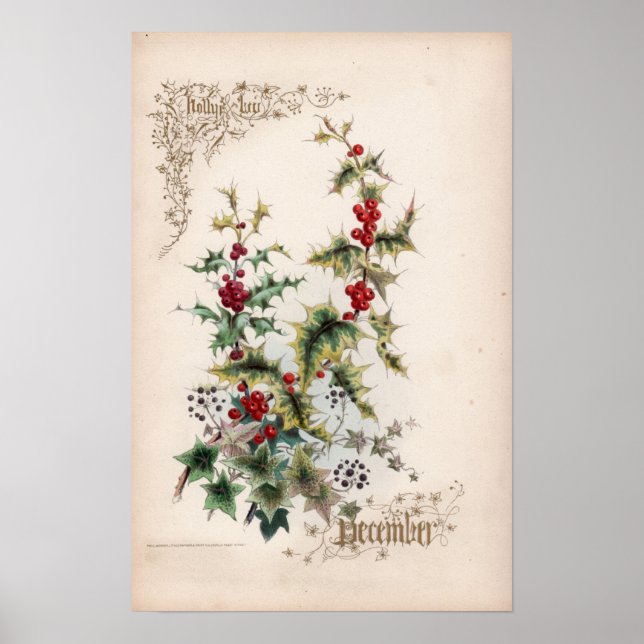 Botanische Gravuren, Dezember Poster (Vorne)