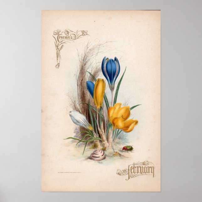 Botanische Gravuren, Februar Poster (Vorne)