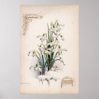 Botanische Gravuren, Januar Poster