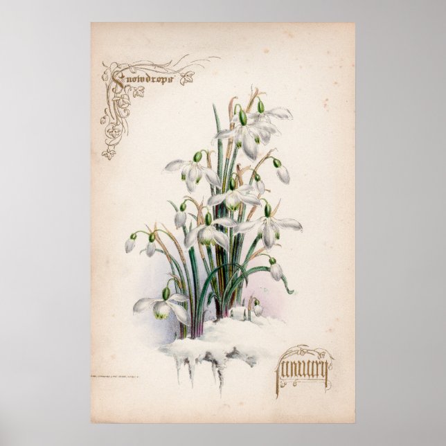 Botanische Gravuren, Januar Poster (Vorne)