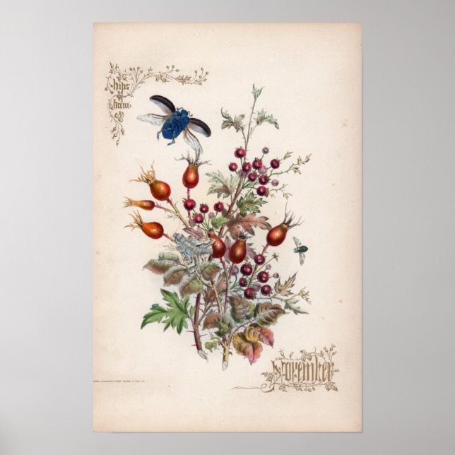 Botanische Gravuren, November Poster (Vorne)