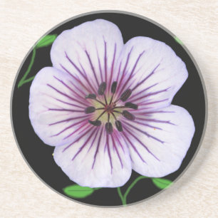 Botanische hellblaue Pelargonie-Blume auf Untersetzer