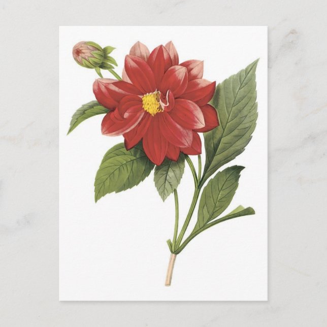 Botanische Ilistration der roten Blume; Dahlia Postkarte (Vorderseite)