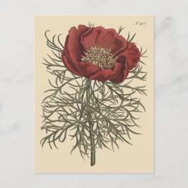 Botanische Illustration aus feinem Blätterteig Postkarte
