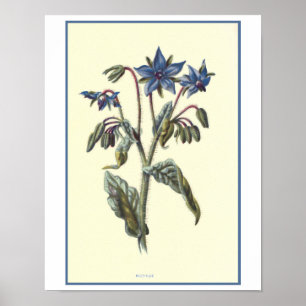 Botanische Illustration "Borage" Poster
