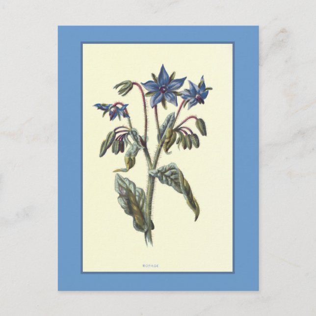 Botanische Illustration "Borage" Postkarte (Vorderseite)