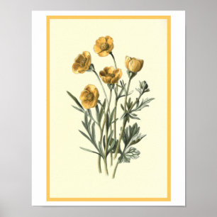 Botanische Illustration "Bulbous Crowfoot" Poster