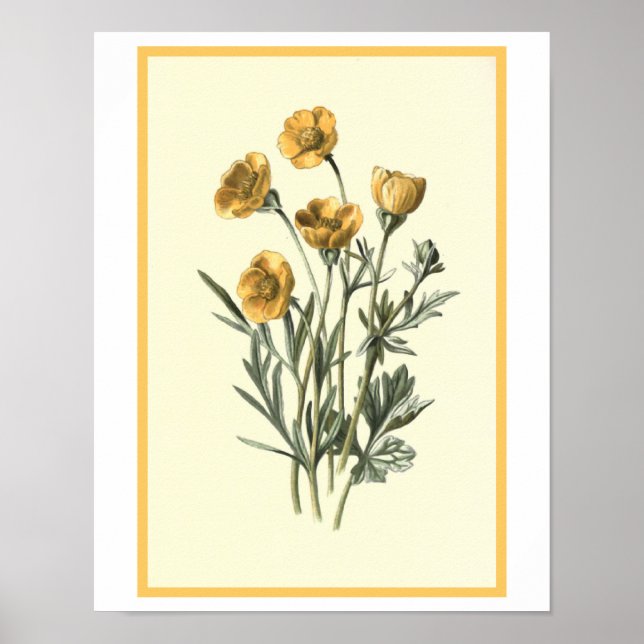 Botanische Illustration "Bulbous Crowfoot" Poster (Vorne)