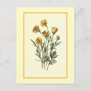Botanische Illustration "Bulbous Crowfoot" Postkarte