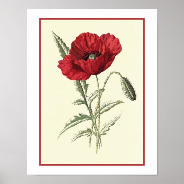 Botanische Illustration "Common Poppy" Poster (Vorne)