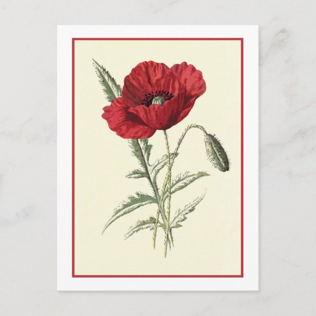 Botanische Illustration "Common Poppy" Postkarte (Vorderseite)