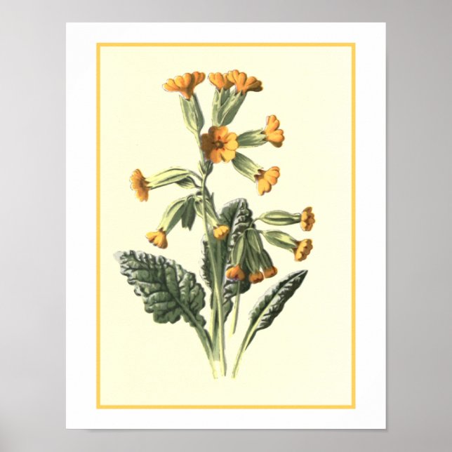 Botanische Illustration "Cowslip" Poster (Vorne)