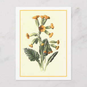 Botanische Illustration "Cowslip" Postkarte