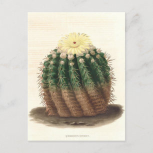 Botanische Illustration der Kaktus aus dem Jahr 18 Postkarte