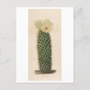 Botanische Illustration der Kaktus aus dem Jahr 18 Postkarte