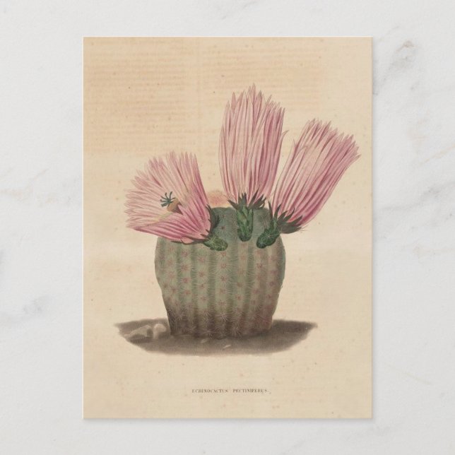 Botanische Illustration der Kaktus aus dem Jahr 18 Postkarte (Vorderseite)