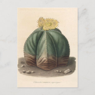 Botanische Illustration der Kaktus aus dem Jahr 18 Postkarte