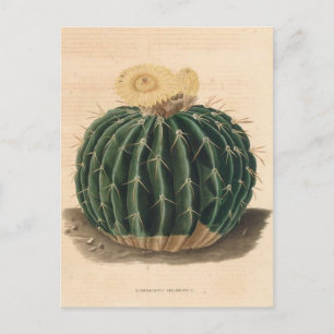 Botanische Illustration der Kaktus aus dem Jahr 18 Postkarte