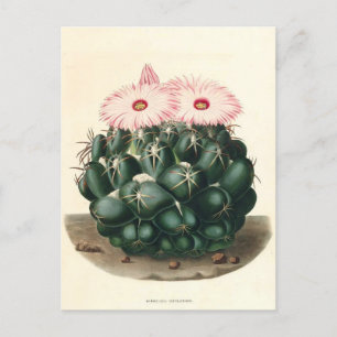 Botanische Illustration der Kaktus aus dem Jahr 18 Postkarte